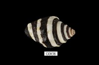 藏品(斑馬峨螺)的圖片